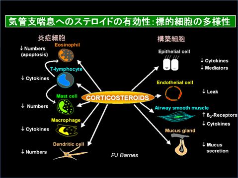 気管支喘息へのステロイドの有効性